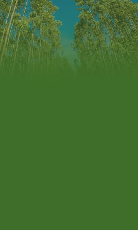 Plano Floresta Completa