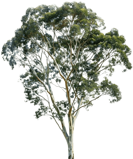 Eucalyptus tree