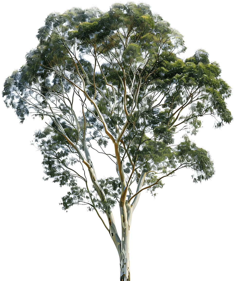 Eucalyptus tree